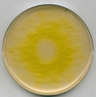 CETRIMIDE AGAR PSEUDOMONAS SELECTIVE AGA